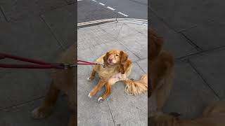 Nova Scotia Duck Tolling Retriever [upl. by Leunad591]