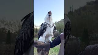 Vulture swallows big bone whole 😳🤯  🎥 Viralhog [upl. by Ardnac]