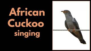 AFRICAN CUCKOO calling [upl. by Lemal]