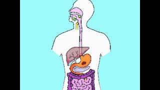 Sistema Digestivo  The digestive System  Subtitles in English Video [upl. by Hwu782]