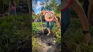 satisfying agriculture farming agricultureonyourhand farmer mydiyfarming farming101 shorts [upl. by Robillard]