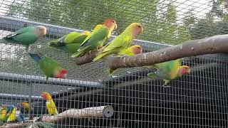 Outdoor Breeding Room Opaline Green🐦🐦🐦🐦Lovebirds Criadero de Agapornis [upl. by Akemal]