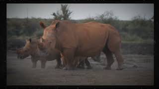 RHULANI MINUTE SAFARI  Nine white rhinos [upl. by Tnattirb]