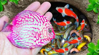 Amazing Catch Tiny Ornamental Pufferfish Turtles Ornamental Fish Koi Striped Fish Angelfish [upl. by Manolo]