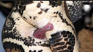 Wow Its Amazing  How to Snake Mating  Snake giving birth  Snake Eyes [upl. by Lavena]