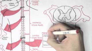 Neurology  Spinal Cord Introduction [upl. by Calore]