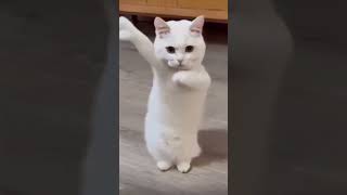 Cat dancing to Chinese song cat catdancing dancing china chinese 科目三 科目三舞蹈 [upl. by Aimit62]