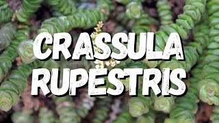 Crassula Rupestris Guia Completo Desta Suculenta [upl. by Telfer838]