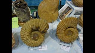 26 mostra internazionale di minerali e fossili Scandicci [upl. by Basia602]