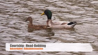 Two Mallards or Wild Ducks Anas platyrhynchos headnodding  headbobbing 2 [upl. by Eahsat253]