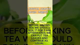 STEVIA LEAVES  മധുര തുളസി [upl. by Duquette115]