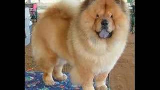 chow chow home movie [upl. by Irrehc]