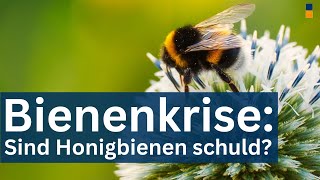 Warum die Wildbienen wirklich sterben  Sind die Honig Bienen schuld Weltbienentag [upl. by Deeyn]