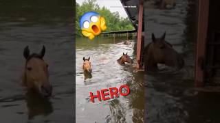 Texas Man Saves Horses During a Flood [upl. by Muller]