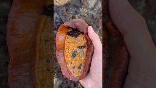 I Found THIS in a Tide Pool shorts [upl. by Daberath]