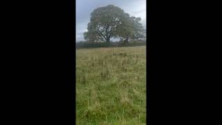 Geordie Hunt Sabs trespassing try to draw hounds towards road [upl. by Middleton]