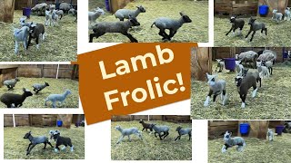 Lambs Playing  we call it a frolic of lambs Jumping running happy bouncing lambs [upl. by Enamart190]