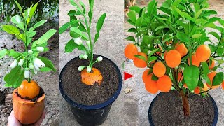 Grow Orange Tree From Seed  100 Work [upl. by Bud884]