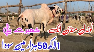 Gondal mandi 2024 latest update ll talagang mandi ll jamil tv llTahli adda mandi [upl. by Devonne467]