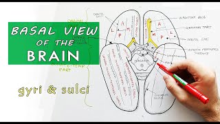 Inferior surface of the brain  Lobes Gyri Sulci  Neuroanatomy [upl. by Sadirah534]