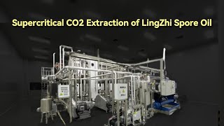 Supercritical CO2 Extraction of Lingzhi Spore Oil [upl. by Niel]