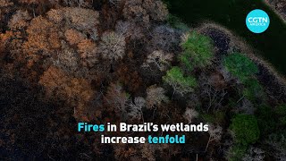 Wildfires in Brazils Pantanal wetlands [upl. by Allekim]