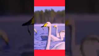 Whooper Swan Call Majestic Bird Sounds WhooperSwanSwanSoundsWildlifeBeauty [upl. by Atinar659]