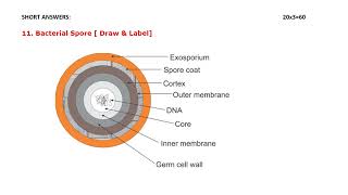 2nd year DMLT Microbiology solved question paper  2019 Annual Exam [upl. by Javed]