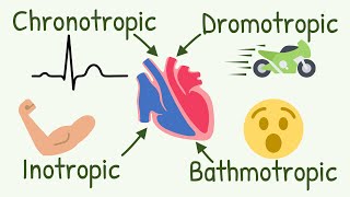 Chronotropic Inotropic Dromotropic Bathmotropic Actions Explained  Cardiac Tropism [upl. by Van423]