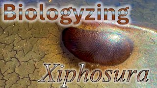 Biologyzing a Preserved Horseshoe Crab Xiphosura [upl. by Brazee]