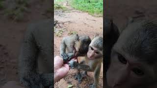 Love Monkeyeating peanut with me🐒💐VD2 shorts animals viral shortsvideo youtubeshorts monkeys [upl. by Inwat]