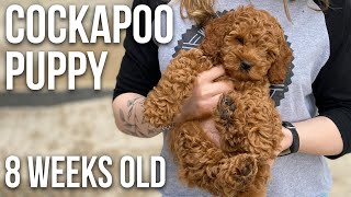 Our Cockapoo Puppy  8 Weeks Old [upl. by Aissej]