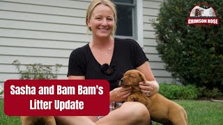 Fox Red Labrador Retriever Puppies  Sasha and Bam Bams Litter Update [upl. by Adele421]