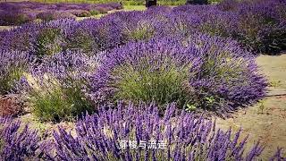 2024 Lavender Festival in Sequim [upl. by Okram475]