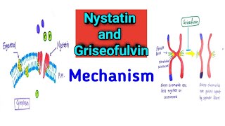 Nystatin and Griseofulvin Mechanism of action [upl. by Adnohral]