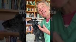 If your Dog has a Cyst what your Veterinarian may do Dr Dan explains [upl. by Haceber]