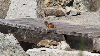 Danse Hermine  HERMINE des Pyrénées  FAUNE Montagne  Clip  TV Izard Esprit des Pyrénées [upl. by Esbensen]