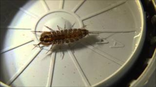 adult asellus aquaticus waterlouse aquatic sowbug very sharp closeup  Ausgewachsene Wasserassel [upl. by Gardie540]