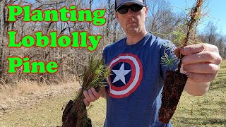 Planting Loblolly Pine Seedlings [upl. by Ritch197]