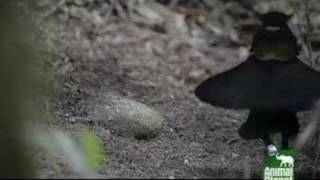 Bird of Paradise Mating Behavior  Planet Earth [upl. by Prader]