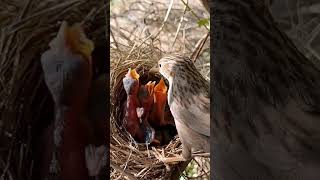 Four babies of common babbler bird P 3 shorts [upl. by Artinak387]