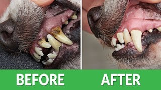 How to Fix Bad Dog Breath  Ultimate Pet Nutrition  Dog Health Tips [upl. by Retsek]