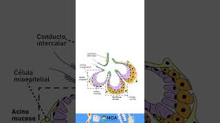 Glandula salival Histologia biology dental  glandula odontolovers [upl. by Icam149]