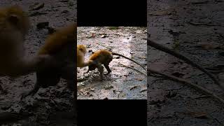 Forcing and Mating monkeyshortmonkeysshortmonkeysrainbowmonkey babynewbornmonkey [upl. by Beora]