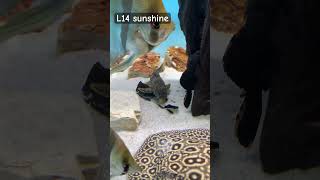 top5 pleco L14 sunshine music musica trending plecofish pez fish aquarium [upl. by Suivat702]