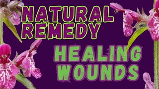 Natural remedy  hedge woundwort  wound healing  first aid This plant stops bleeding [upl. by Ykciv699]