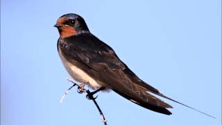 Golondrina común Hirundo rustica Canto [upl. by Mccreery437]