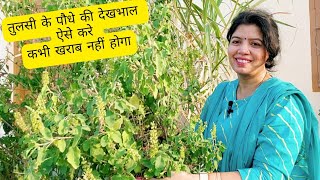 तुलसी का पौधा कभी खराब नहीं होगा रखे इन बातों का ध्यान  How To Grow and Care Tulsi Plant tulsi [upl. by Budwig]