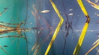 Native fish Maguk Barramundi Gorge Kakadu National Park [upl. by Neeron]