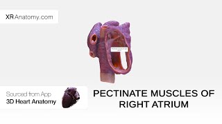 Pectinate muscles of right atrium [upl. by Den]